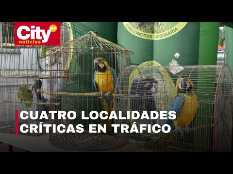 Operativos contra tráfico de fauna y flora: ¿Cuáles son las especies más incautadas? | CityTv