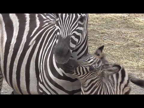 Baby zebra born at zoo in Belgrade