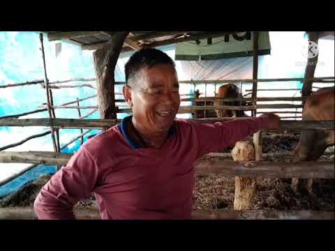 ฟาร์มวัวบรามัน-พันธ์ุใหญ่ของคุ ฟาร์มวัวบรามัน-พันธ์ุใหญ่ของคุ
