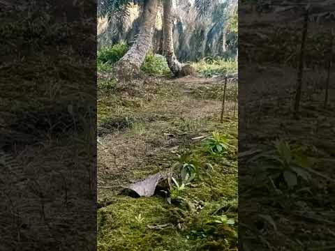 Pikat ajaib  tau jerat,#mp3 #subscribe #like #shortvideo