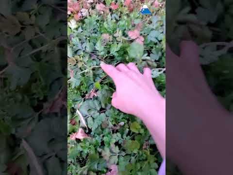 อัพเดทผักชีสูู้ชีวิตหลังจากเ