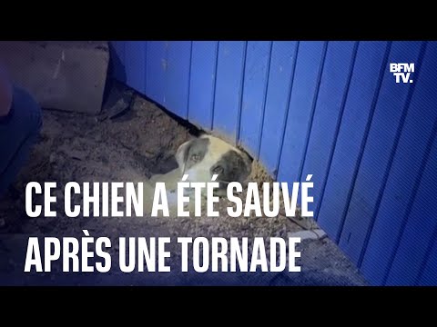 Texas: ce chien a été sauvé des décombres après une tornade