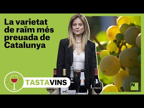 La varietat Xarel·lo i la dolça història de superació | Tastavins - LA GOURMETERIA