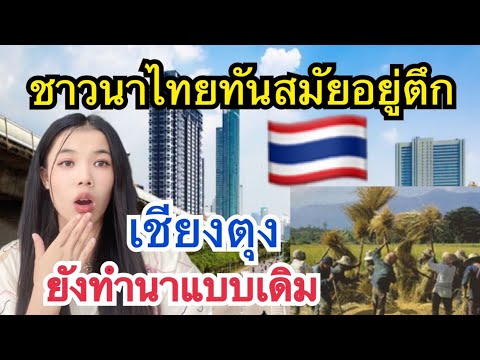 ทำไมการทำนาชาวนาไทย🇹🇭กับเชียงต