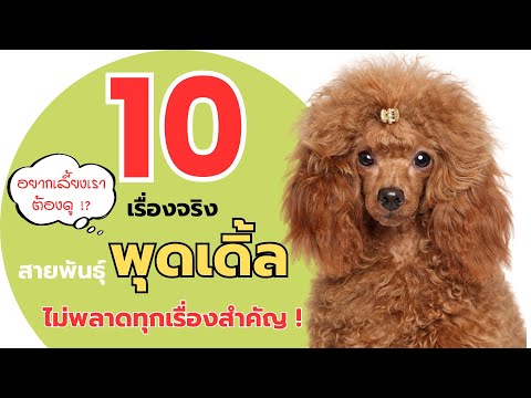 10เรื่องจริงสายพันธุ์พุดเดิ้ล