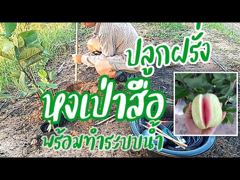 ปลูกฝรั่งไส้แดง-หงเปาสือ-พร้อม ปลูกฝรั่งไส้แดง-หงเปาสือ-พร้อม