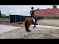 Dressuurpaard Mooie, brave en ongecompliceerde 4 jarige dressuurgefokte merrie