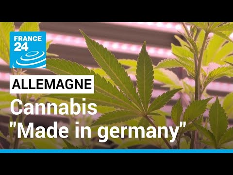 Allemagne : la plus grosse production de cannabis indoor en Europe • FRANCE 24