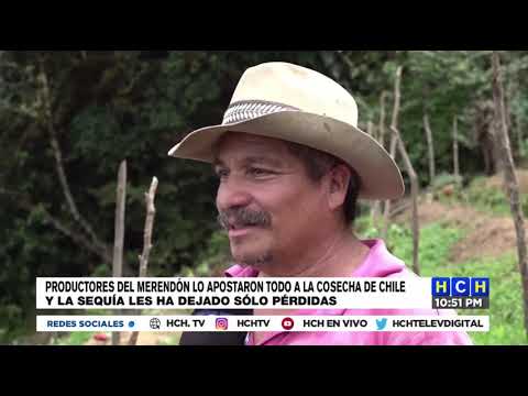 Productores de Chile del Merendón afectados por las sequías en el norte del país