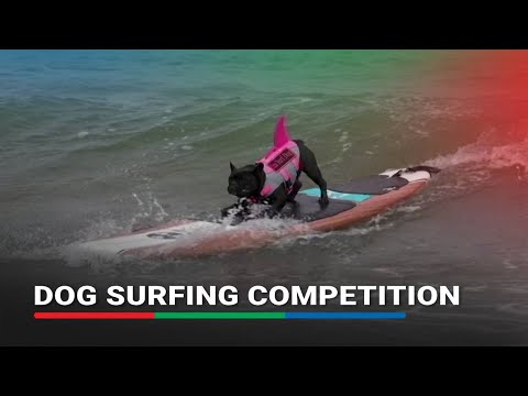 Canines hang ten in California dog surfing competition | ABS-CBN News