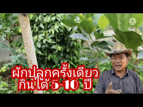ผักที่ปลูกครั้งเดียวกินได้-5-1 ผักที่ปลูกครั้งเดียวกินได้-5-1