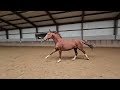 Dressage horse Red Fire M