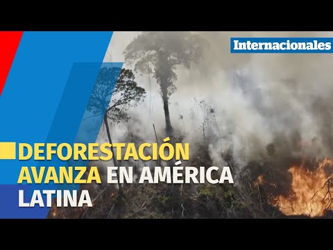 Deforestación avanza en América Latina