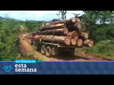 #Clásicos | Emergencia en el bosque: el ecocidio en Nicaragua