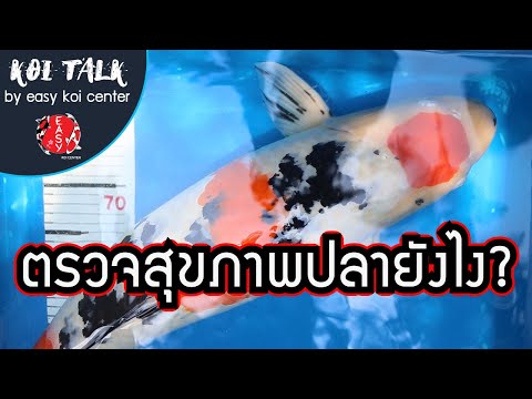 Koi-Talk-EP.5-ตรวจสุขภาพปลาคาร Koi-Talk-EP.5-ตรวจสุขภาพปลาคาร
