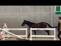 Show jumping horse Superbrave 3jarige Ruin met top mentaliteit
