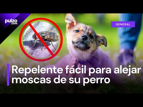 Repelente casero para alejar las moscas de su perro: así puede hacerlo con su paso a paso | Pulzo