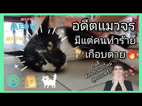 แมวจรเกือบไม่รอด-ยินดีต้อนรับส แมวจรเกือบไม่รอด-ยินดีต้อนรับส