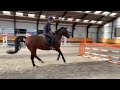 Show jumping horse 12-jarige springruin met top bloed (Eldorado vd zeshoek X Ziggy B)