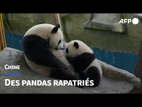 En Chine, des pandas géants nés à l'étranger réintroduits dans la nature | AFP