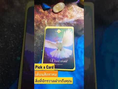 |◇Pick-a-Card◇|🌤เดือนสิงหาคม-2 |◇Pick-a-Card◇|🌤เดือนสิงหาคม-2