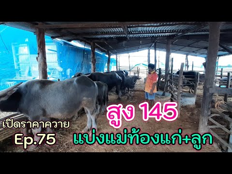 เปิดราคาควาย-Ep.75-ชี้พิกัดสาย เปิดราคาควาย-Ep.75-ชี้พิกัดสาย