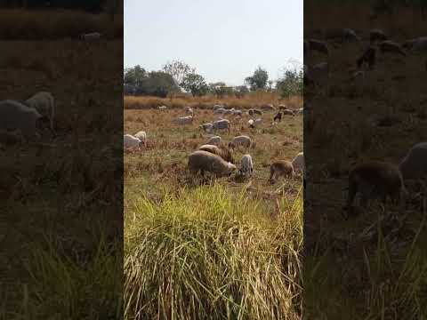 อุปสรรคการเลี้ยงแพะแกะช่วงหน้า