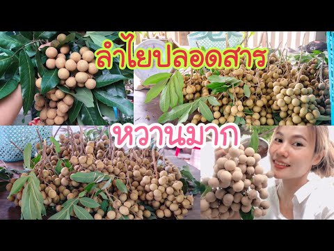 ลำไยปลอดสาร-หน้าบ้านก็สร้างราย ลำไยปลอดสาร-หน้าบ้านก็สร้างราย