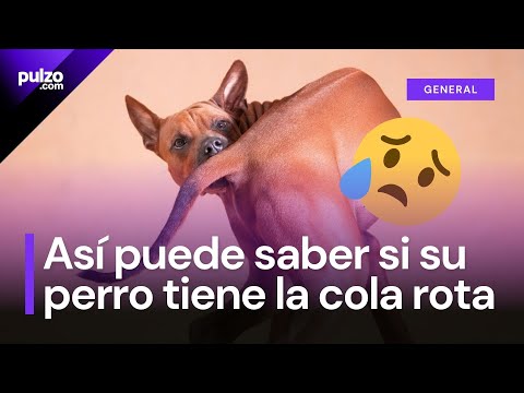 Las formas de saber que su perro se ha roto la cola; no deje pasar estos síntomas | Pulzo