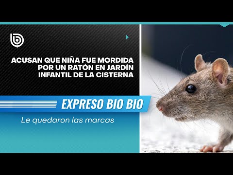 Acusan que niña fue mordida por un ratón en jardín infantil de La Cisterna