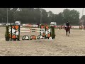 Show jumping horse Te koop
