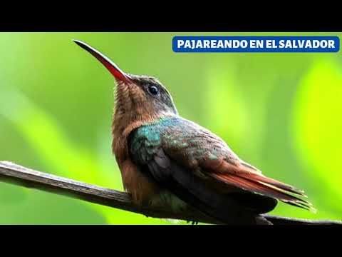 La alianza entre el colibrí canelo y las plantas para sobrevivir