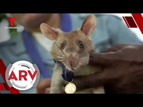 Premian a una rata gigante africana por su valentía para salvar vidas | Al Rojo Vivo | Telemundo