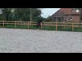 Dressuurpaard Geweldig Jameson RS2 veulen uit ZZ-Zwaar merrie