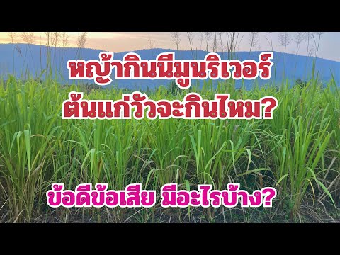 หญ้ากินนีมูนริเวอร์ต้นแก่วัวก