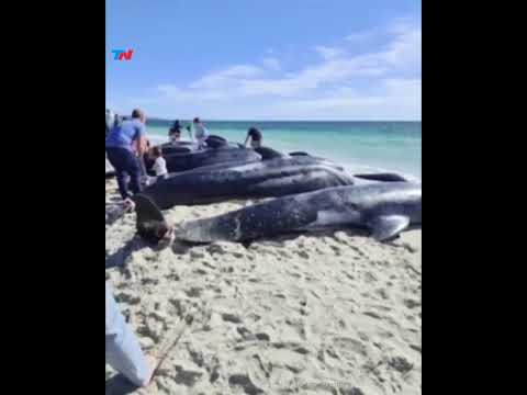 Más de 100 ballenas quedaron varadas en una playa de Australia