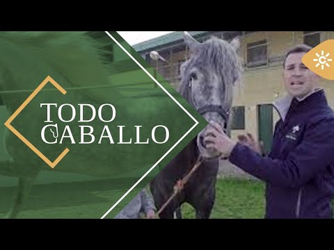 TodoCaballo | Detalles esenciales para comprar un caballo