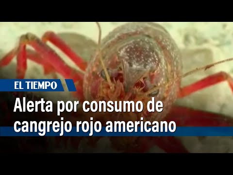 Alerta por consumo de cangrejo rojo americano | El Tiempo