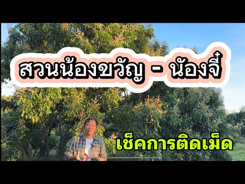 เช็คการติดเม็ดลำไยออกสะเดา