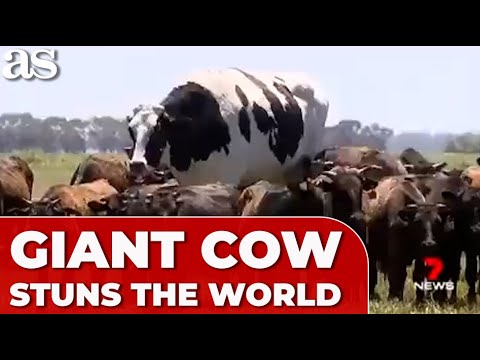 GIANT COW stuns the WORLD with its UNBELIAVABLE SIZE