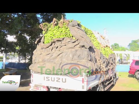 Incautan camiones llenos de plátanos en SFM por litis judicial