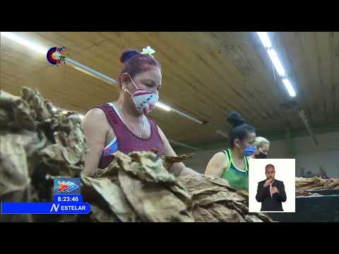 Cuba: Aspira Ciego de Ávila a procesar 8 toneladas de hojas de tabaco para Habanos de exportación