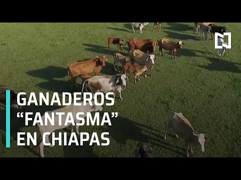 Productores agropecuarios denuncian ventas irregulares de ganado en Chiapas - En Punto