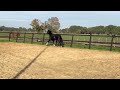 Dressage horse Schitterende mooie 7 jarige zwarte merrie