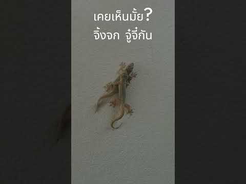 จิ้งจกlizard