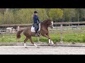 حصان الفروسية Lareina SB, Don Olymbrio