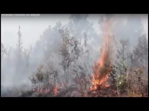 Incendios forestales provocan daños significativos a la naturaleza y economía
