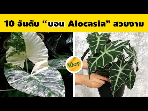 10-อันดับ-บอน-บอนกระดาดด่าง-บอ 10-อันดับ-บอน-บอนกระดาดด่าง-บอ