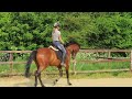 Dressage horse 4-jarig dressuurpaard te Koop