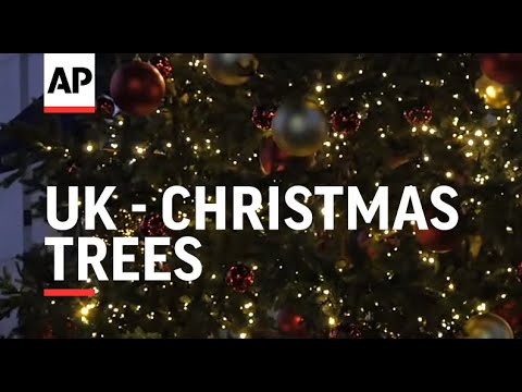 Christmas trees spread festive cheer across capital